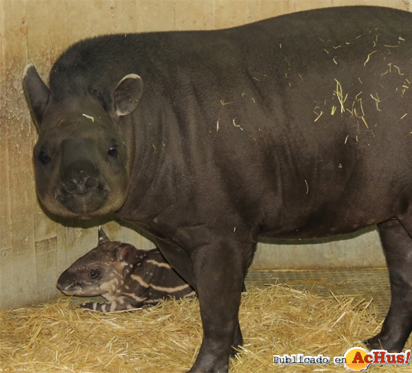 /public/fotos2/Tapir-amazonico-madre-cria-17042015.jpg