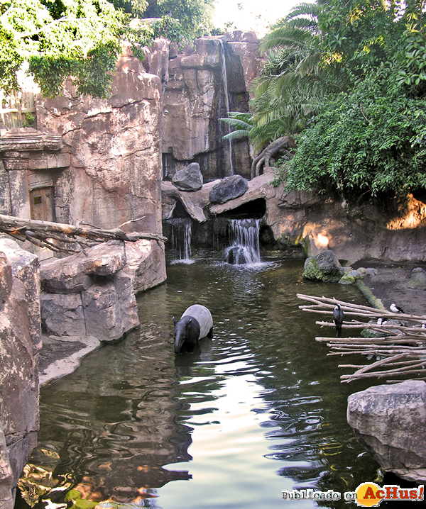 /public/fotos2/Tapir-en-el-agua-02082014.jpg