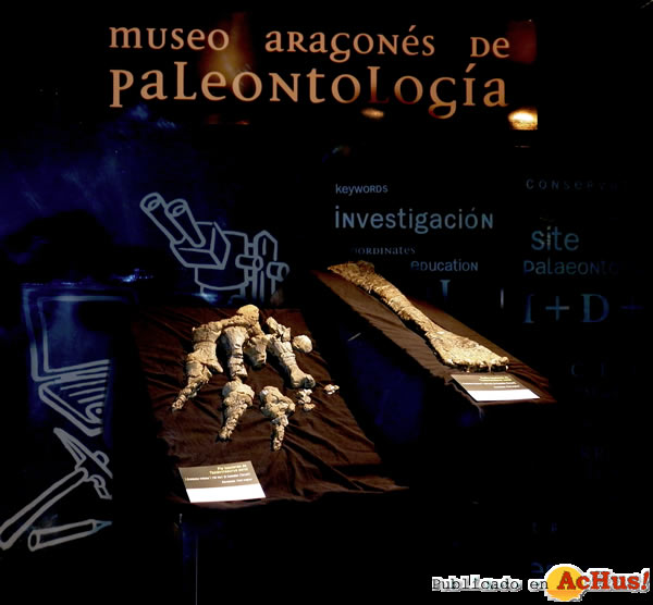 /public/fotos2/Tastavinsaurus-sanzi-Castellar-04062013.jpg