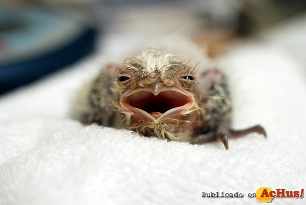 /public/fotos2/Tawny-Frogmouth-09052010.jpg