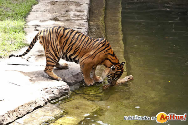 /public/fotos2/Tigre-de-Sumatra-12072011.jpg