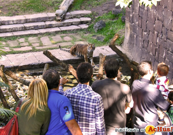 /public/fotos2/Tigre-y-visitantes-de-Bioparc-03092013.jpg
