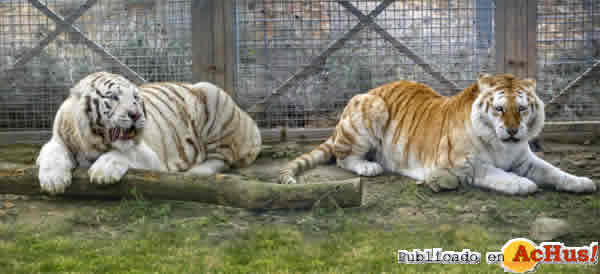 /public/fotos2/Tigres-blanco-y-dorado-05032013.jpg