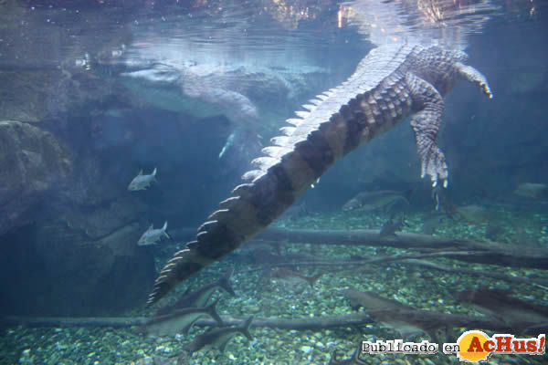 /public/fotos2/Tomistoma-19042013.jpg