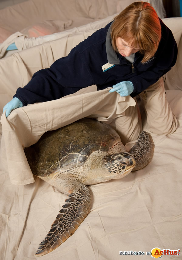 /public/fotos2/TortugaSeaWorld-11012010.jpg