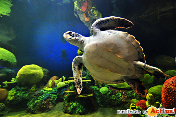 /public/fotos2/TurtleTrek1-06092012.jpg