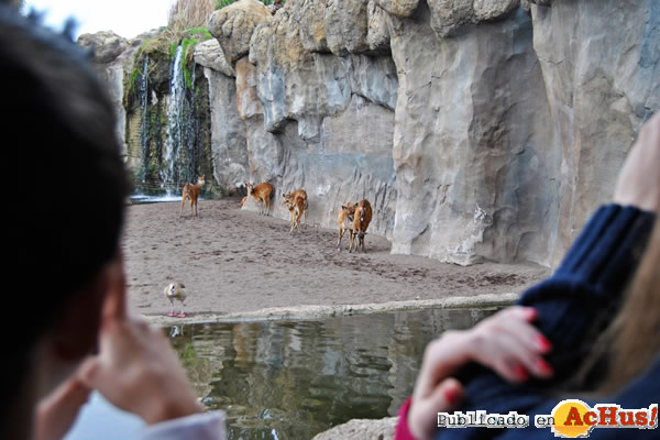 /public/fotos2/Visitantes-parto-sitatunga-22022013.jpg