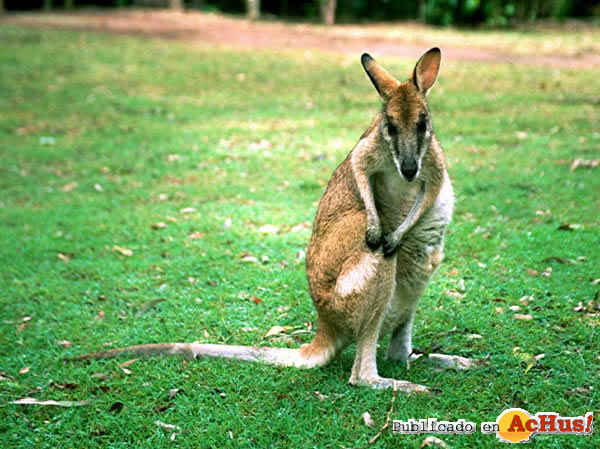 /public/fotos2/Wallaby-11022010.jpg