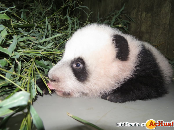 /public/fotos2/XING-BAO-05122013.jpg