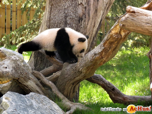/public/fotos2/Xing-Bao-en-pradera-09042014.jpg