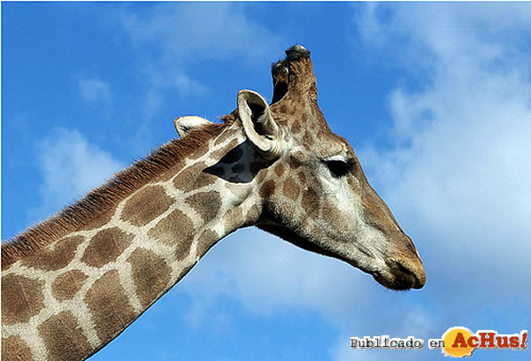 /public/fotos2/Zoo-Madird-10022011.jpg