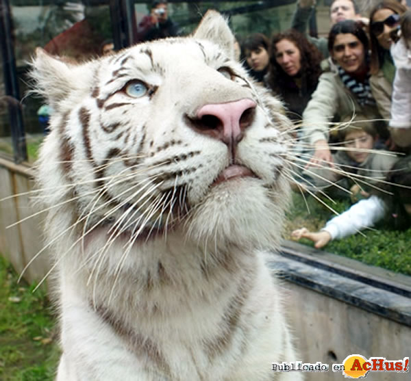 /public/fotos2/Zoo-Tigre-2082008.jpg