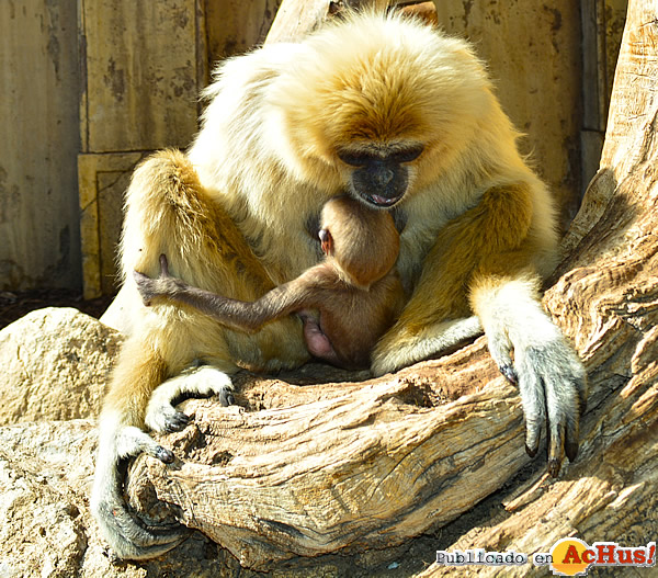 /public/fotos2/amy-con-cria3-25092015.jpg