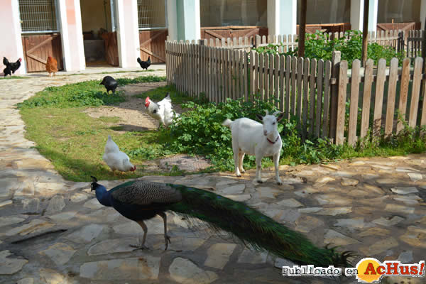 /public/fotos2/animales-granja-09022015.jpg