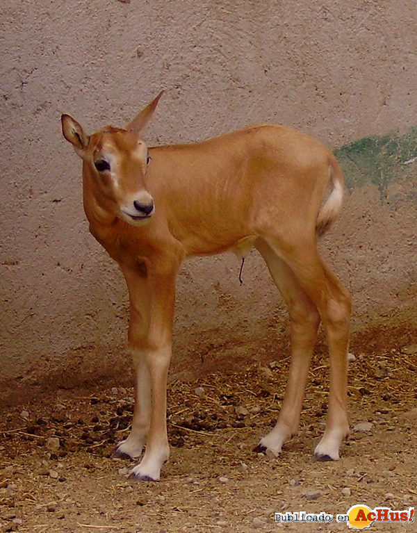 /public/fotos2/antilope-oryx-dama-30042014.jpg