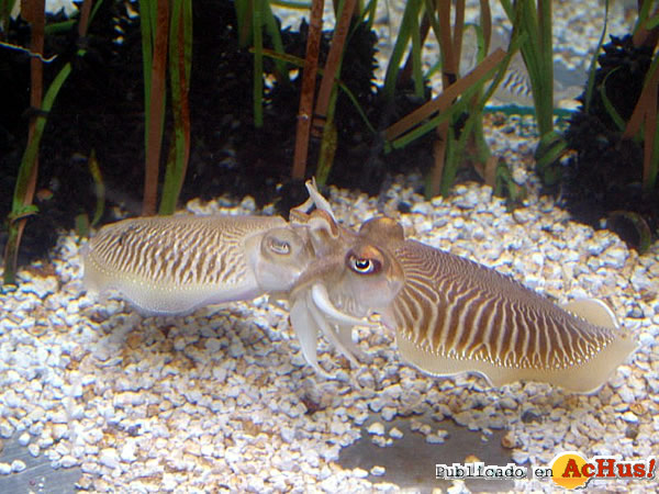 /public/fotos2/aquariumbcn-sipia-03032009.jpg