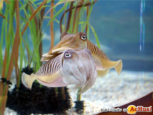 /public/fotos2/aquariumbcn-sipia2-03032009.jpg