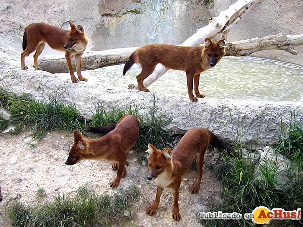 /public/fotos2/asia-dholes2-24112009.jpg