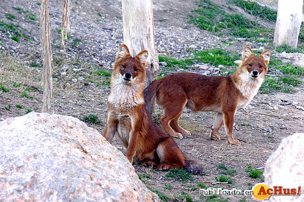 /public/fotos2/asia-dholes3-24112009.jpg