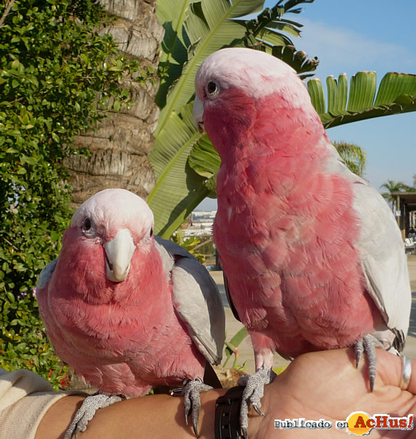 /public/fotos2/aves-exoticas-23112012.jpg