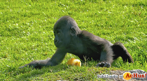 /public/fotos2/bebe-gorila-02-26062013.jpg