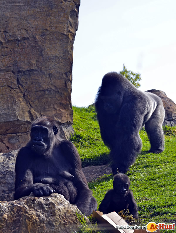 /public/fotos2/bebe-gorila-05-26062013.jpg