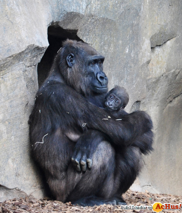 /public/fotos2/bebe-gorila-10-semanas-04012013.jpg