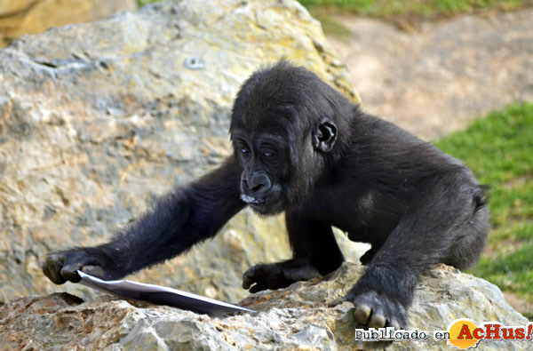 /public/fotos2/bebe-gorila-Ebo-21022014.jpg