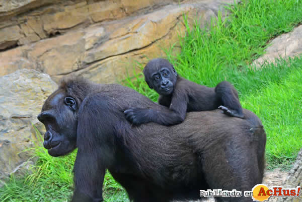 /public/fotos2/bebe-gorila-Ebo-26082013.jpg