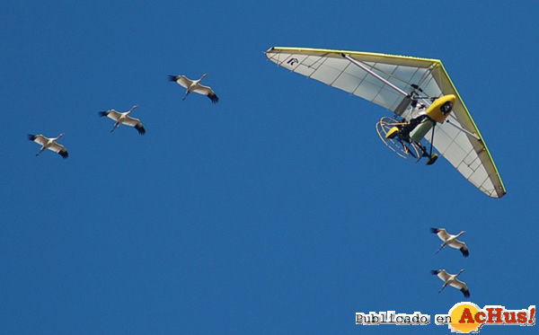 /public/fotos2/bird-migration-09052010.jpg
