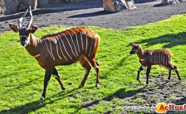 /public/fotos2/bongos-madre-cria-29112013.jpg