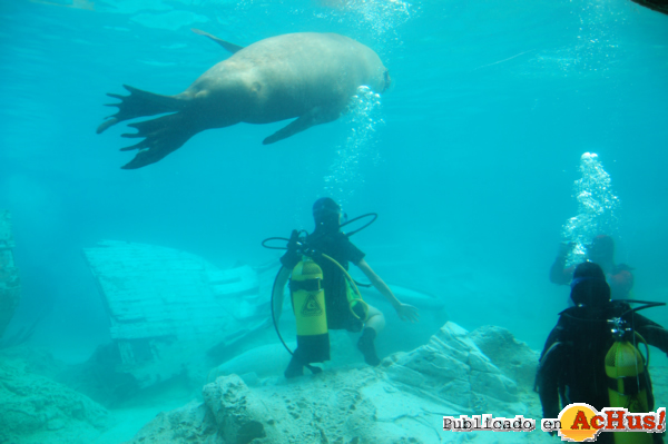 /public/fotos2/buceo-con-leones-30032012.jpg