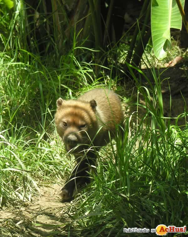 /public/fotos2/bushdog-12082008.jpg