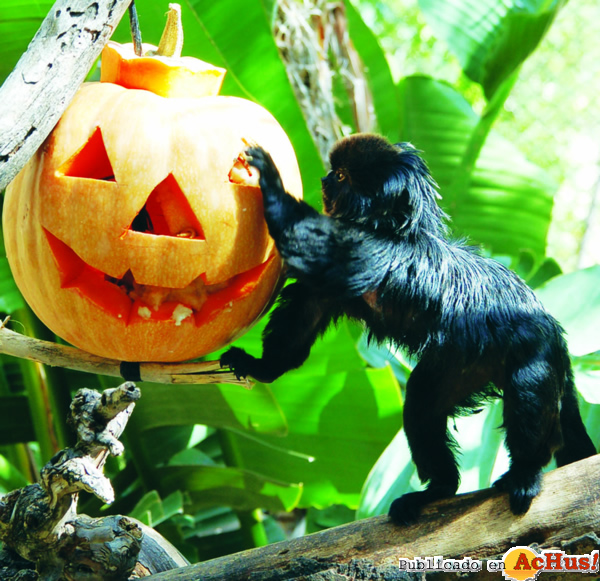 /public/fotos2/calabazas-monos-17102013.jpg