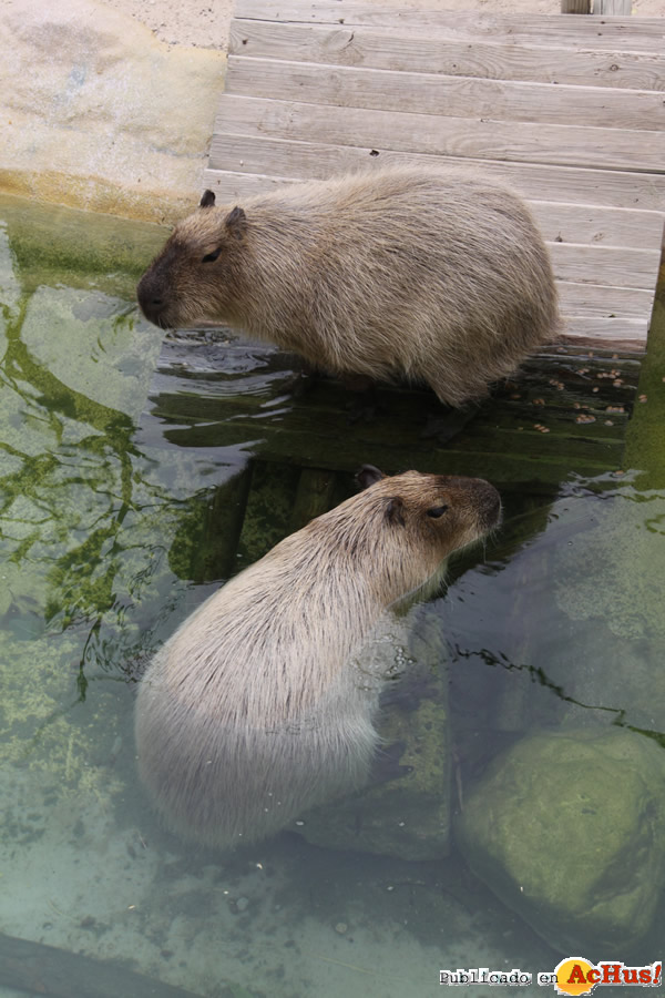 /public/fotos2/capibaras-10122014.jpg