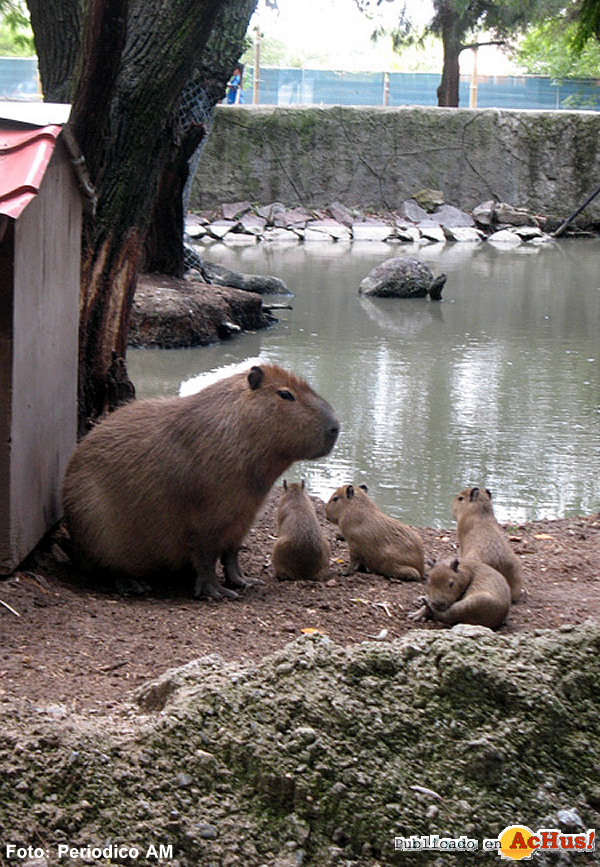 /public/fotos2/capibaras-13102008.jpg