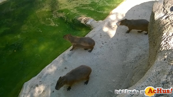 /public/fotos2/capibaras-15082015.jpg