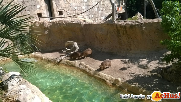 /public/fotos2/capibaras3-15082015.jpg