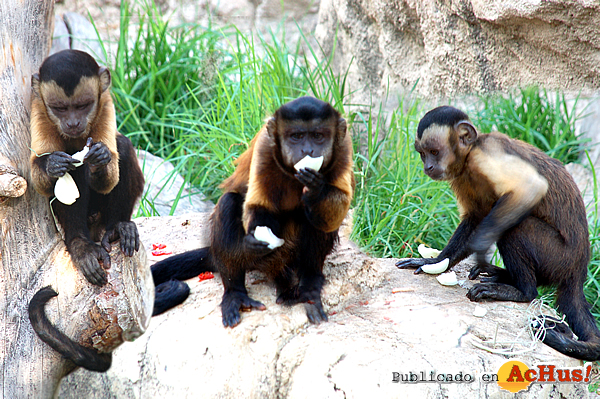 /public/fotos2/capuchinos-con-cebollas-12082010.jpg