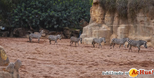 /public/fotos2/cebras-Sabana-africana-13032014.jpg