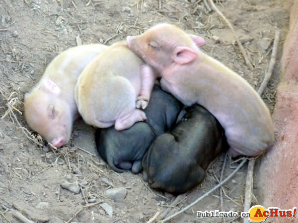 /public/fotos2/cerdos-vietnamitas-albinos-06112013.jpg