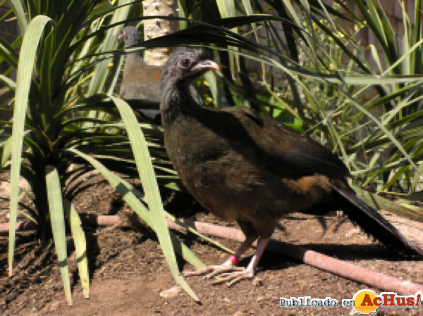 /public/fotos2/chachalaca-11012013.jpg