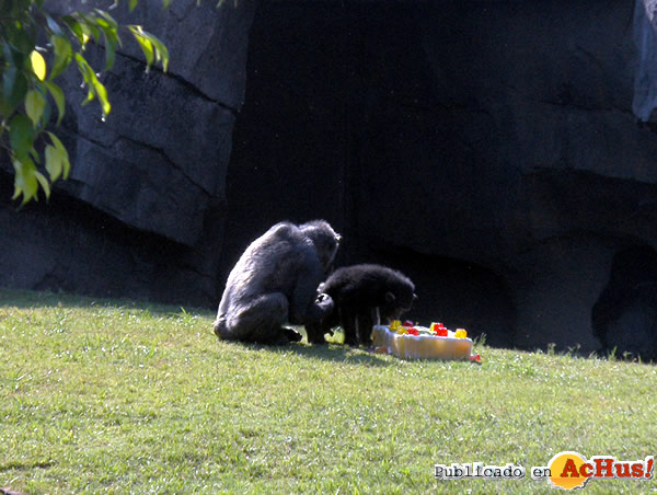 /public/fotos2/chimpance-18092008.jpg
