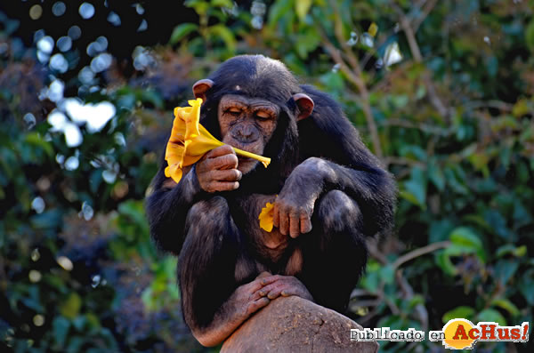 /public/fotos2/chimpances-09042015.jpg