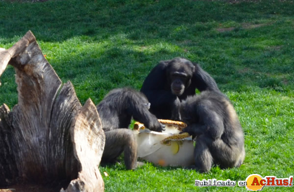 /public/fotos2/chimpances-22042014.jpg