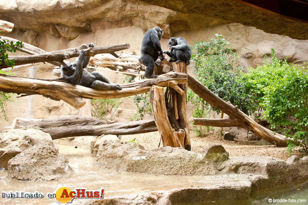 /public/fotos2/chimpances-29072011.jpg