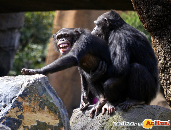 /public/fotos2/chimpances-Bioparc-27052015.jpg