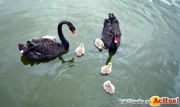 /public/fotos2/cisne-negro-01062011.jpg