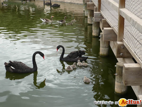 /public/fotos2/cisne-negro-2-01062011.jpg