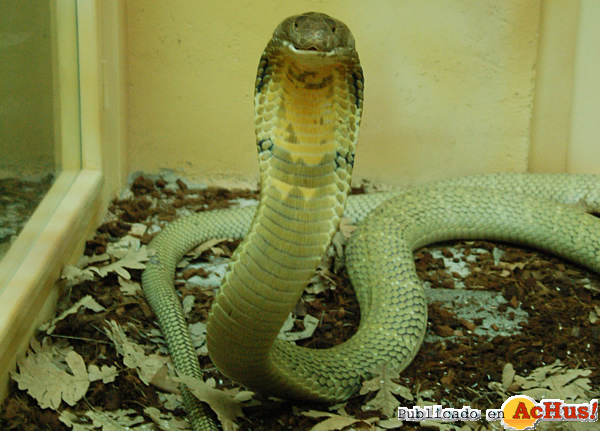 /public/fotos2/cobra-real-16122011.jpg
